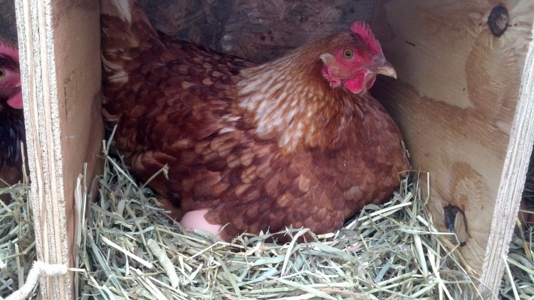 Fisher Hill Farm Poultry and Eggs