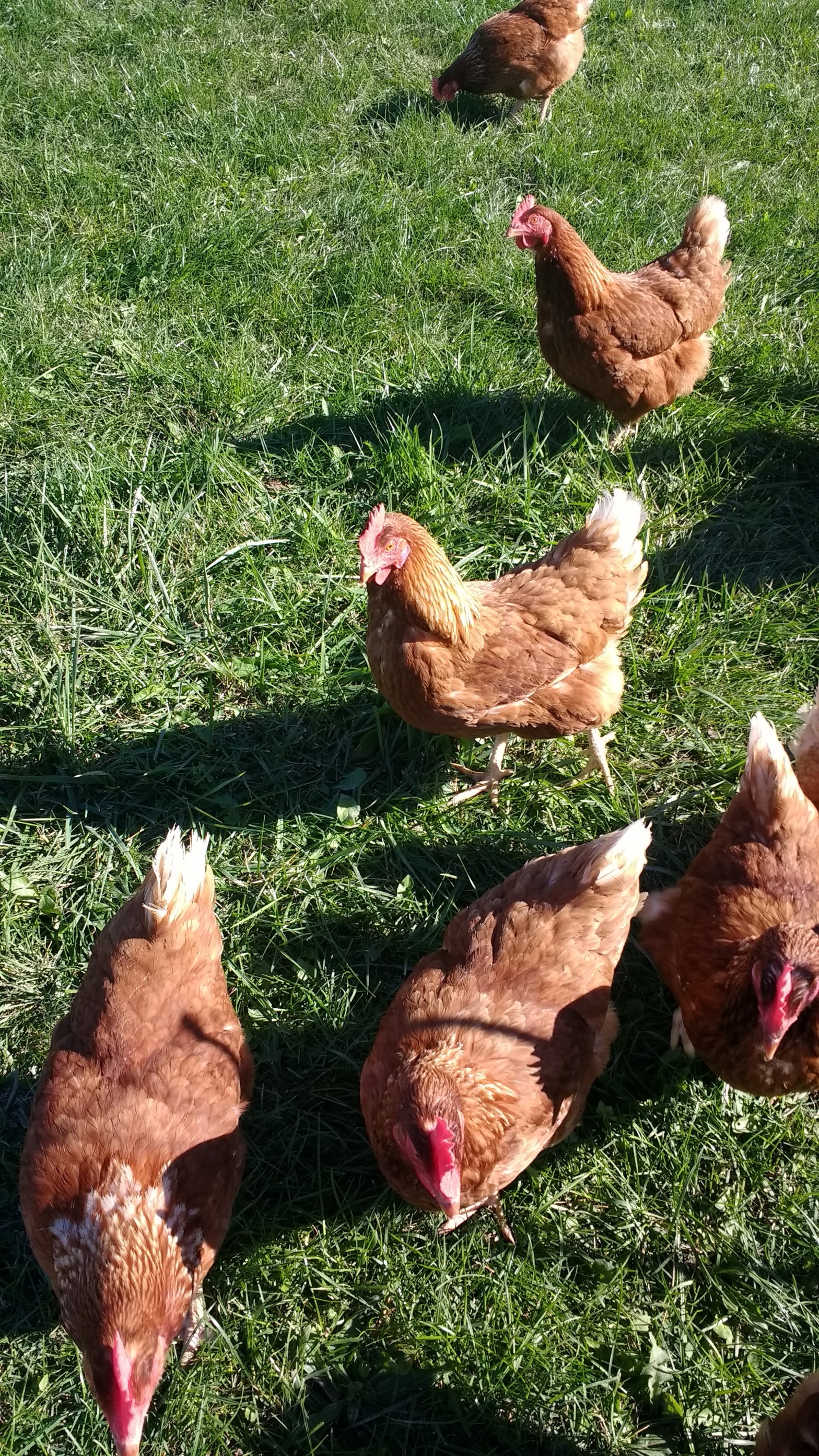Fisher Hill Farm Poultry