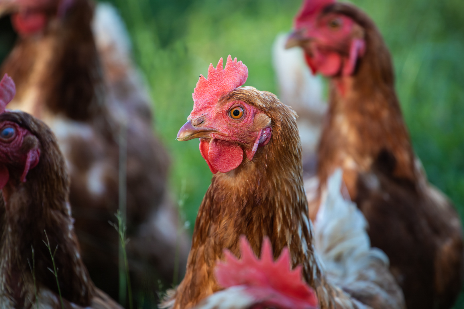 Fisher Hill Farm Fresh Local Poultry