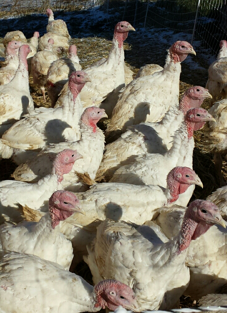 Fresh local Fisher Hill Farm Thanksgiving Turkeys