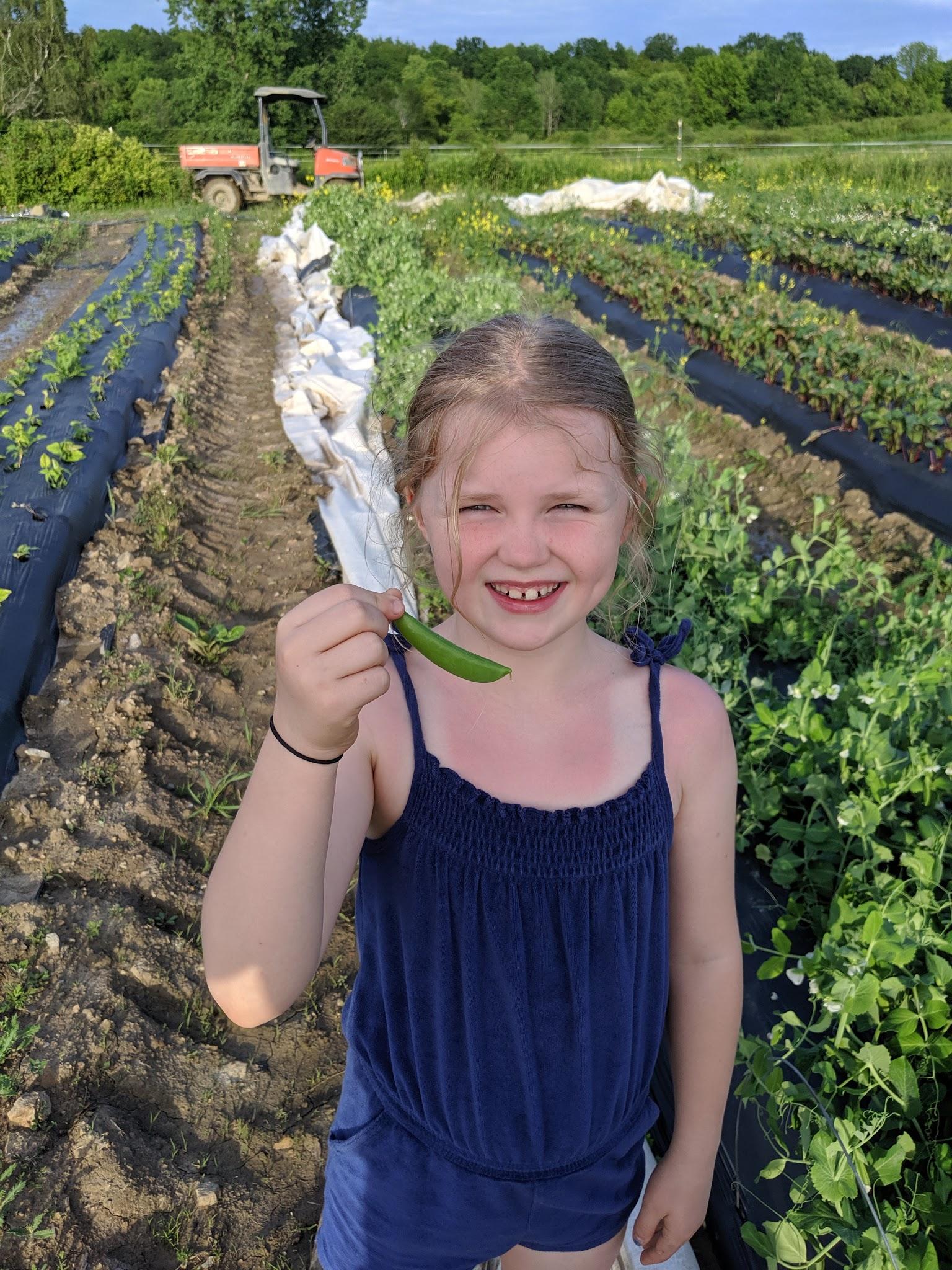 Fisher Hill Farm Local Peas