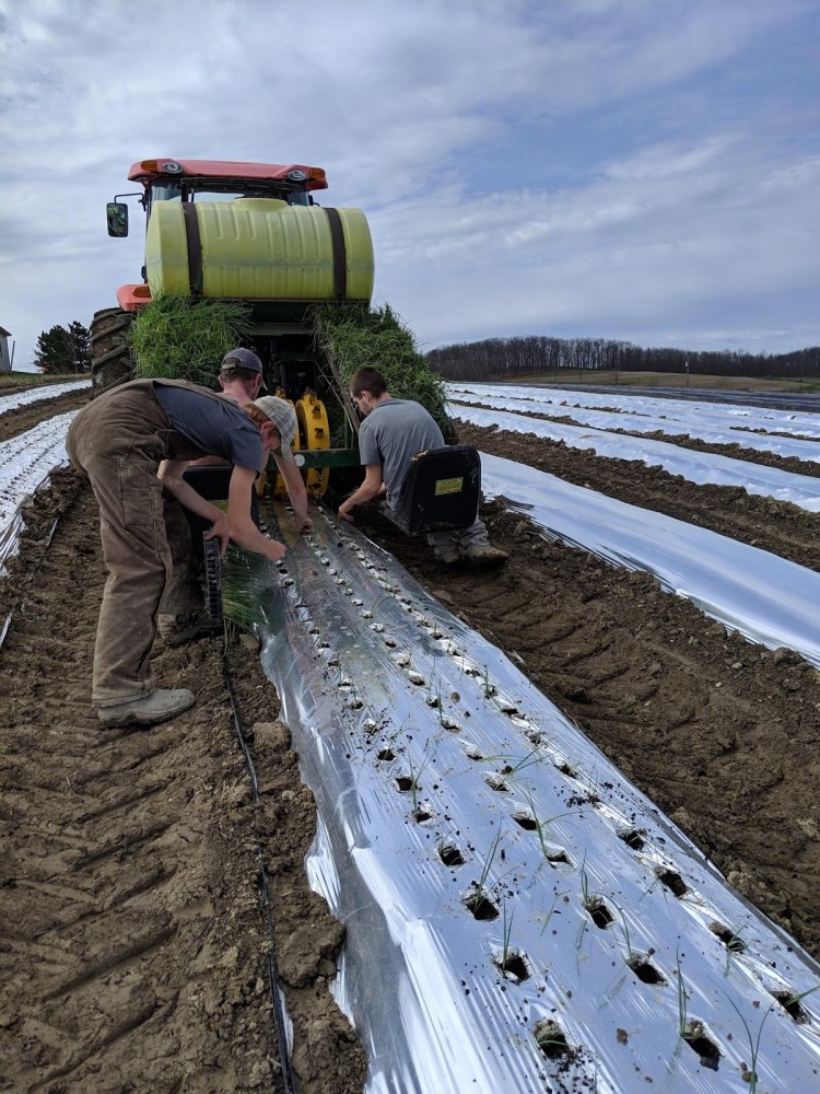 Fisher Hill Farm - planting in the field