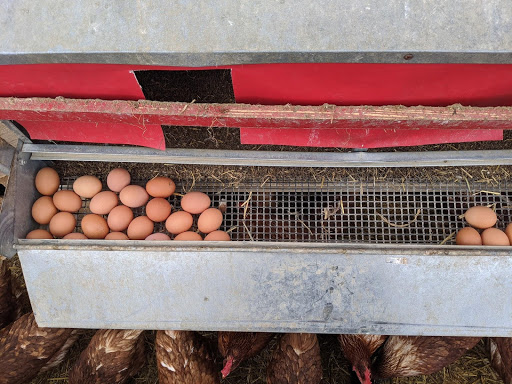 Fisher Hill Farm - Local Chicken and Poultry