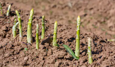 Local Asparagus - Fisher Hill Farm
