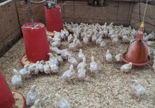Locally Grown Chicken at Fisher Hill Farm Rochester New York