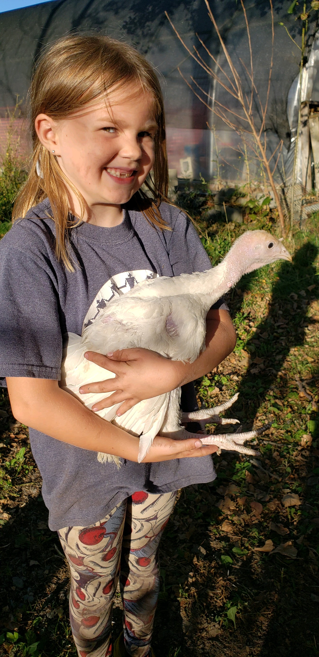 Fisher Hill Farm - Thanksgiving Turkey