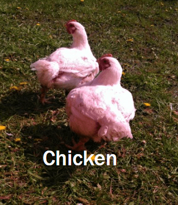 Fisher Hill Farm Chicken