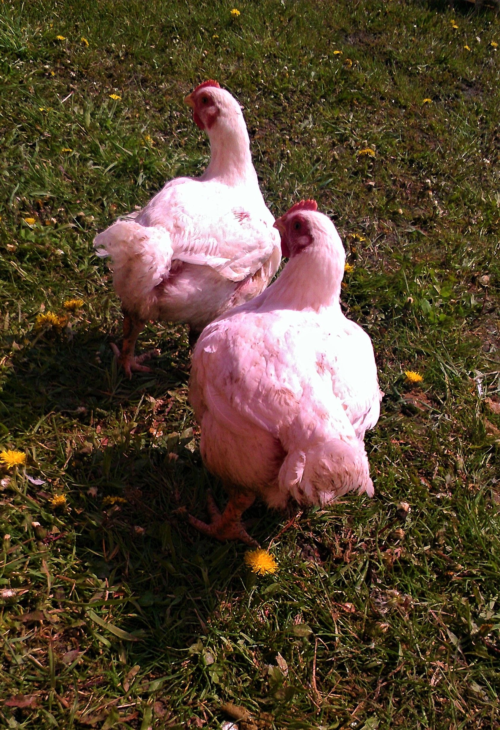 Fisher Hill Farm Chickens
