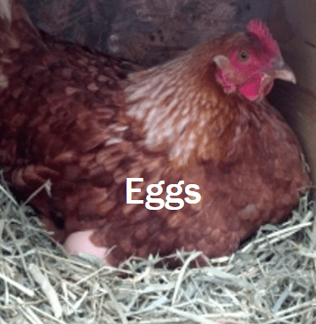 Fisher Hill Farm Eggs