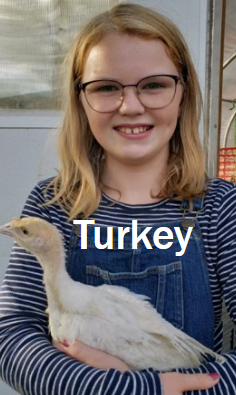 Fisher Hill Farm Turkey